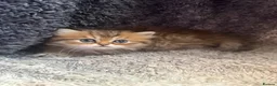 Persian cats for sale: Stunning Golden Shaded Persian Kitten🌟Teddy Bear - Advert 8