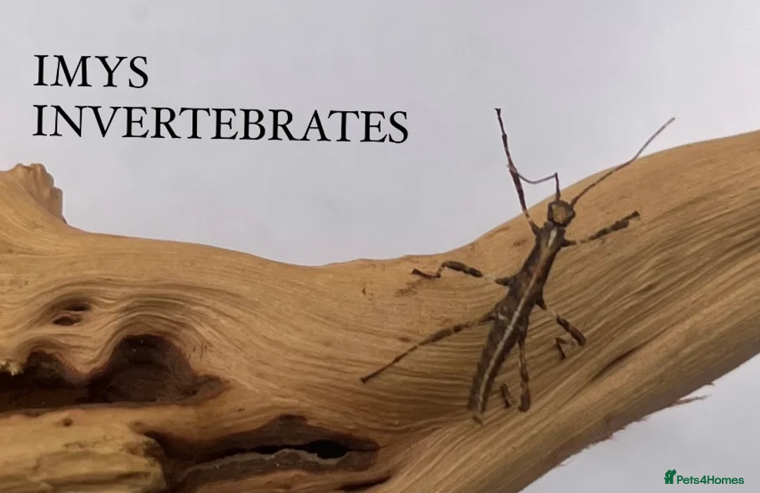 Stick Insects invertebrates for sale: X5 SUNNY STICK INSECTS happy to ship  - Advert 4