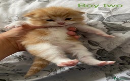 British Shorthair cats for sale: Rare red girls and red boys very docile  - Image 5
