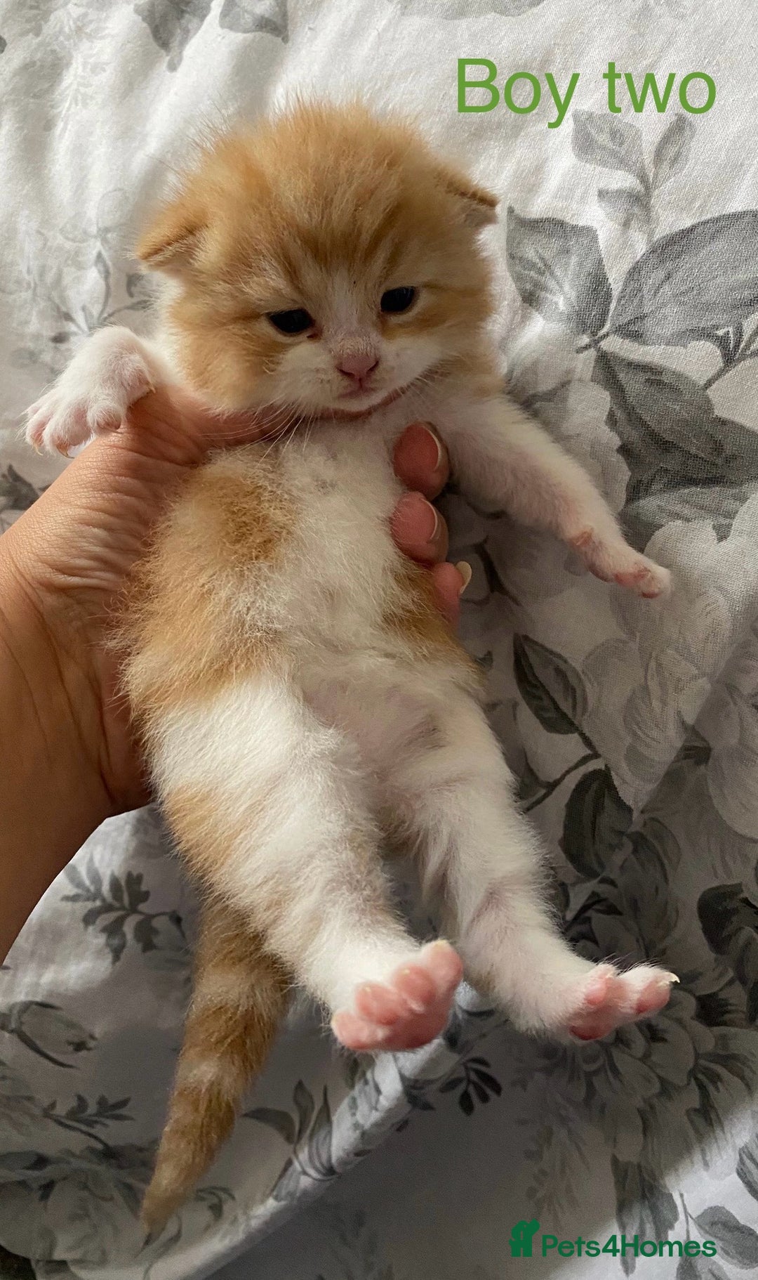 British Shorthair cats for sale: Rare red girls and red boys very docile  - Image 5