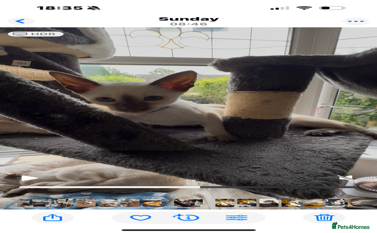 Siamese cats in Sheffield - Advert 1