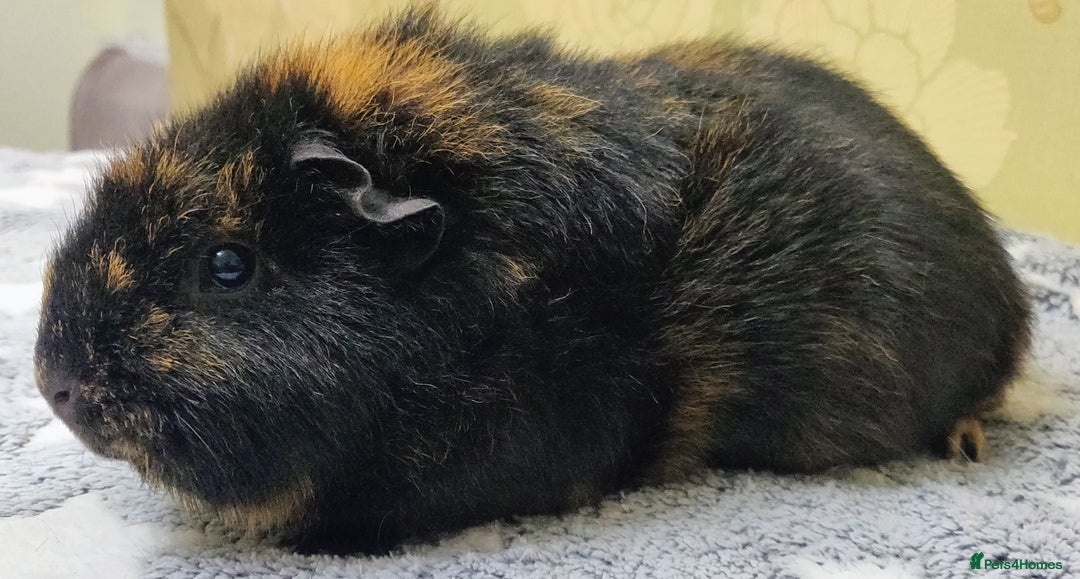 Guinea Pig rodents for sale: Pairs of Sows - Happy, Healthy, Friendly Sows - Image 15