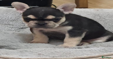 French Bulldog dogs - Advert 10