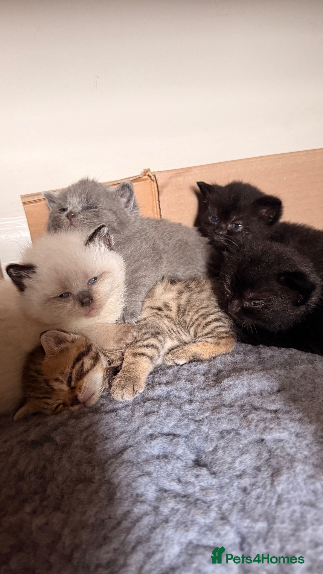 British Shorthair cats British shorthair Kittens - Advert 15