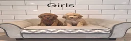 Cavapoochon dogs for sale: Beautiful Cavapoochons puppies 🤩 - Advert 7
