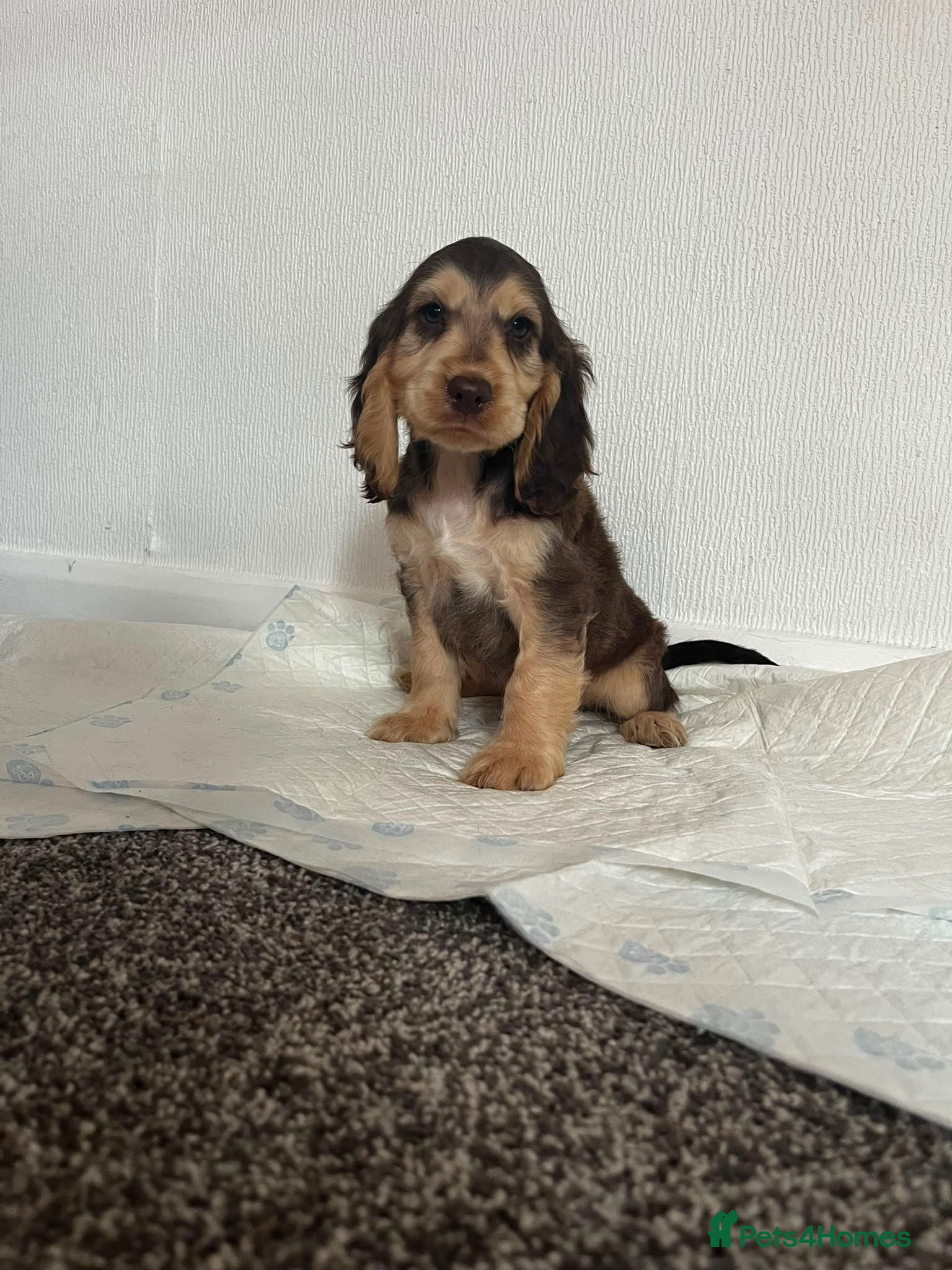 Cocker Spaniel dogs Cocker spaniel puppies  - Advert 4