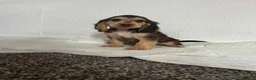 Cocker Spaniel dogs for sale: Cocker spaniel puppies  - Advert 1