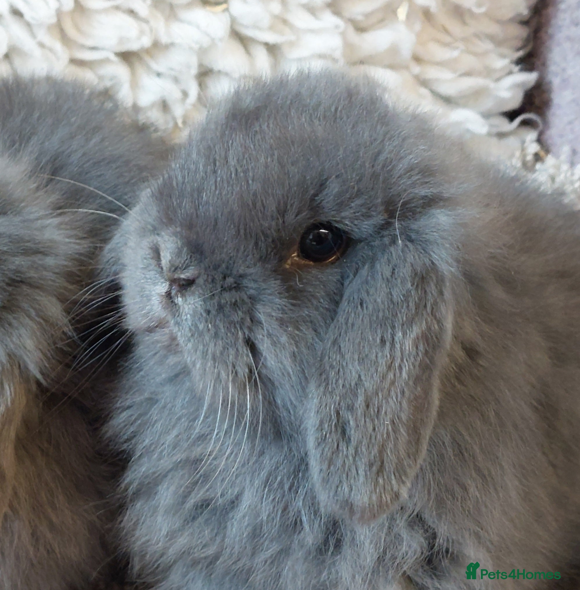 Mini Lop rabbits Baby minilop babys ready to reserve  - Advert 18