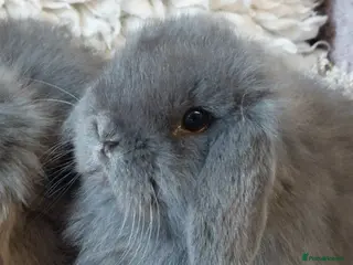 Mini Lop rabbits Baby minilop babys ready to reserve - Advert 18