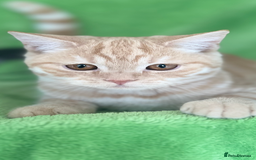 Scottish Fold cats for sale: Kittens Ready for Their Forever Homes - Image 2