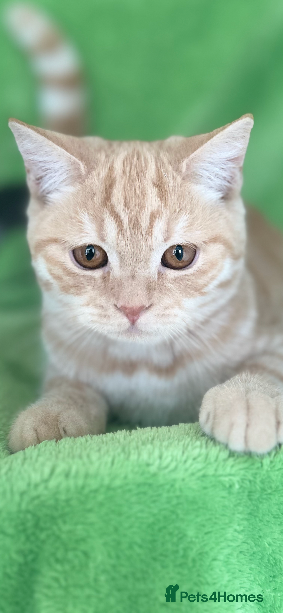 Scottish Fold cats for sale: Kittens Ready for Their Forever Homes - Image 2