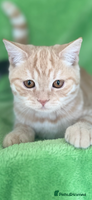 Scottish Fold cats - Advert 1