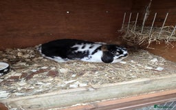 Mini Lop rabbits for sale: Black Butterfly otter - Image 1