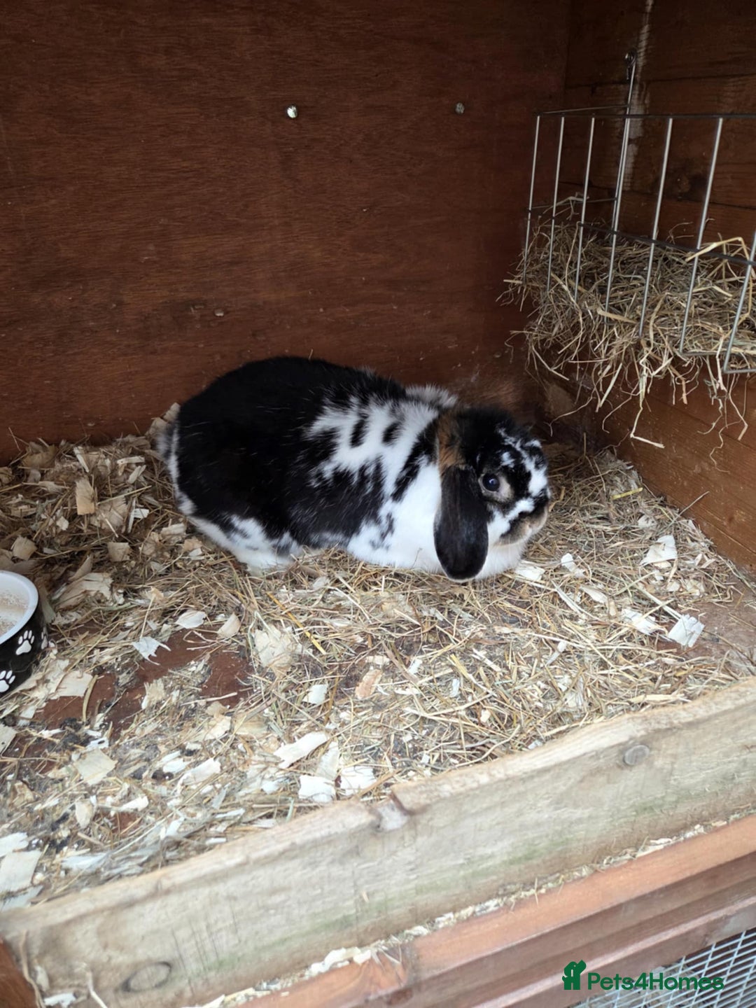 Mini Lop rabbits for sale: Black Butterfly otter - Image 1