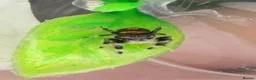 Spiders invertebrates for sale: Unsexed i5/i6 Jumping spider Florida Everglades  - Advert 6