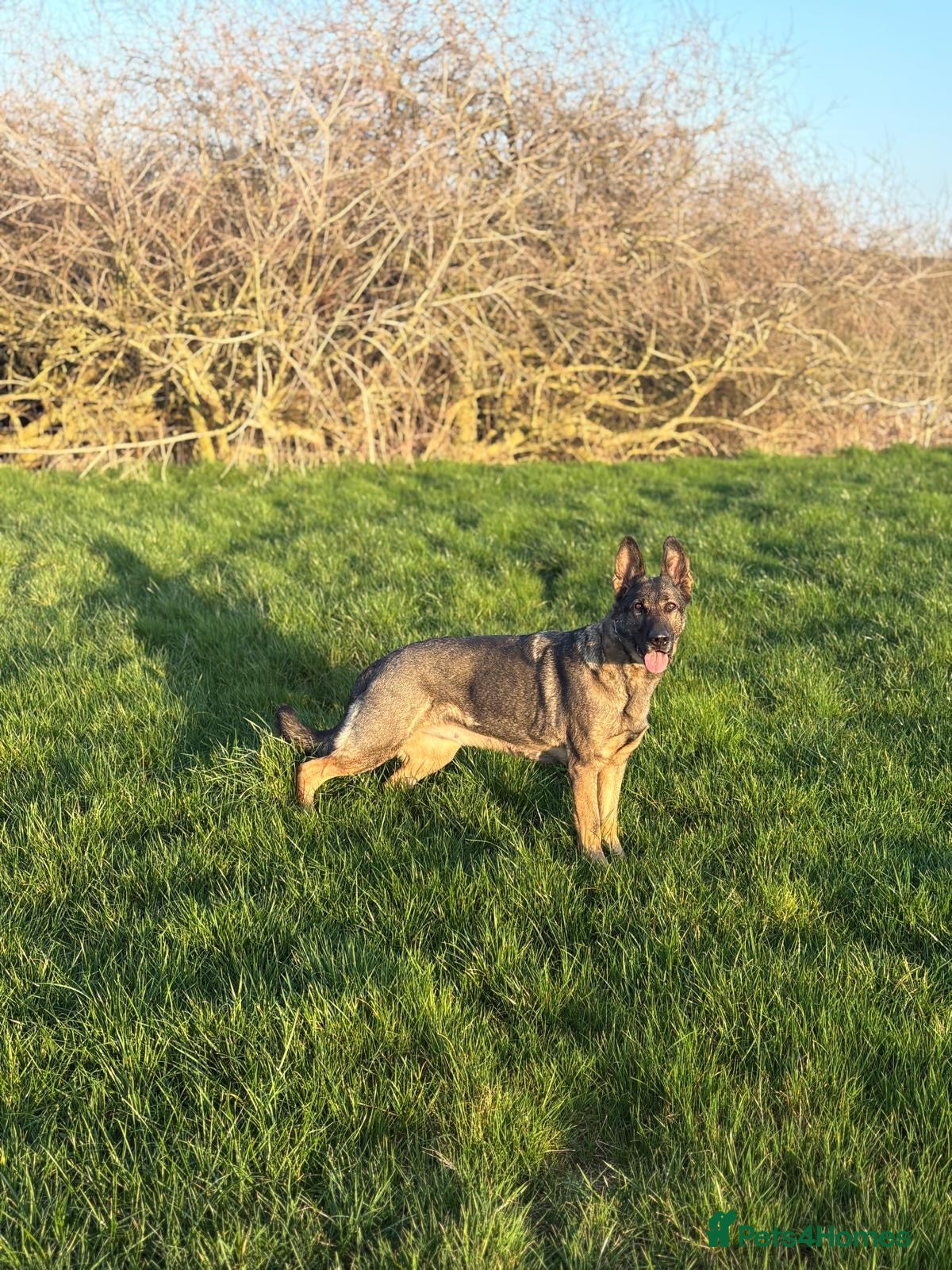 German Shepherd dogs Luna looking for a 5 star home  - Advert 2