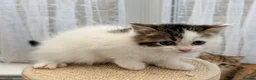 Persian cats for sale: Last little half Persian boy , ready now - Advert 6