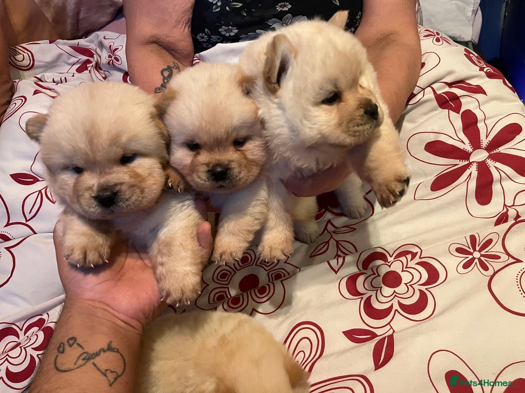 Chow Chow dogs for sale: Chow chow - Image 3