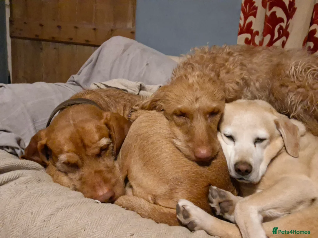 Hungarian Vizsla dogs for sale: Wire haired Hungarian Viszla puppies for sale in Ross-on-Wye - Advert 2