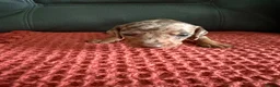 Dachshund dogs for sale: 7 Puppies Available  - Advert 18