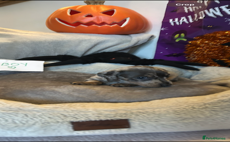 Dachshund dogs - Advert 2