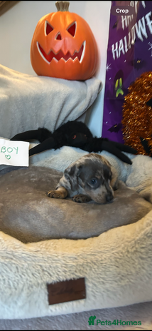 Dachshund dogs - Advert 1
