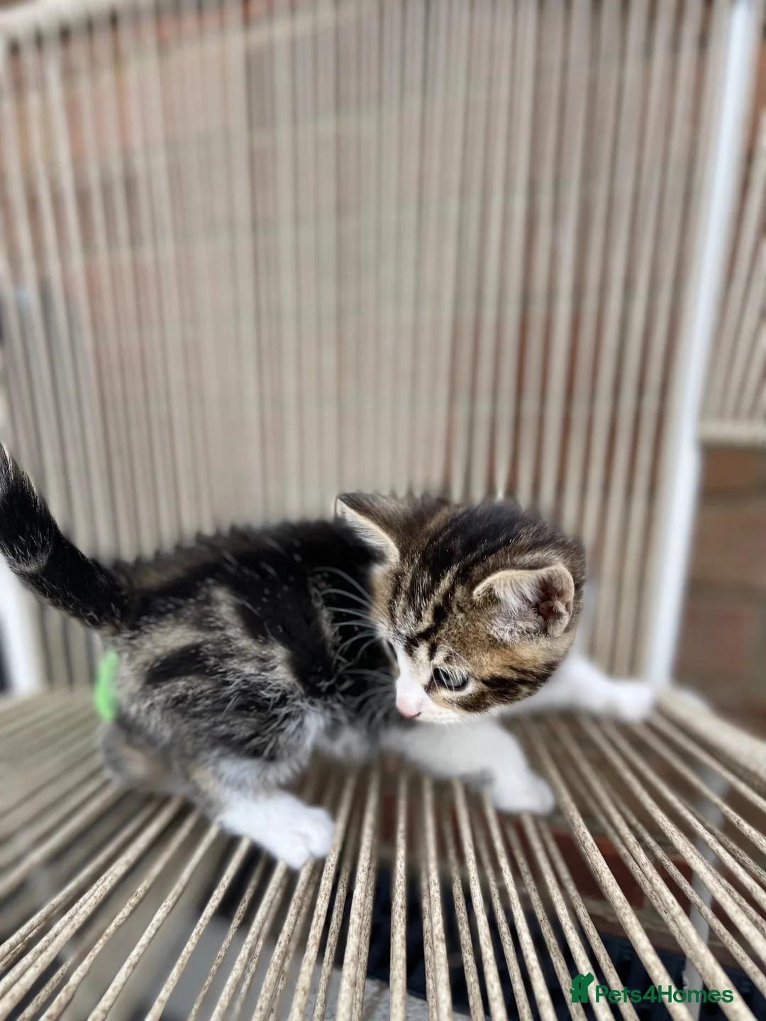 Mixed Breed cats for sale: Adorable Female Cats for sale - Advert 4