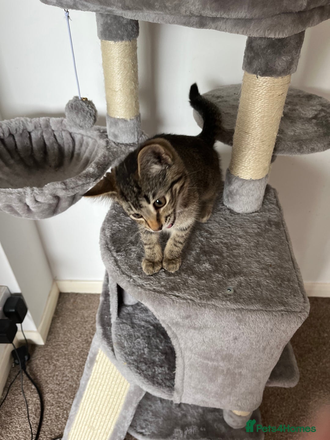 British Shorthair cats for sale: Female neutered cat - Image 3