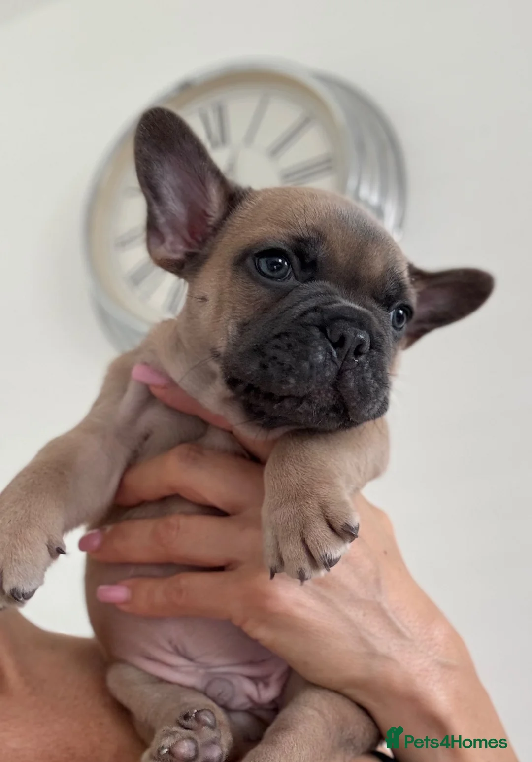 French Bulldog dogs for sale: Outstanding French Bulldog puppies  - Advert 1