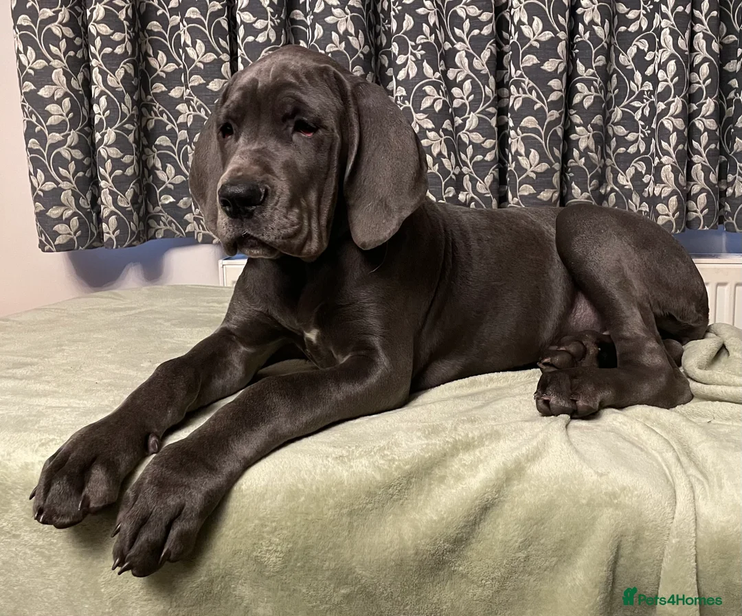 Mixed Breed dogs for sale: STUNNING MASTIFF/GREAT DANE PUPPIES - Advert 1