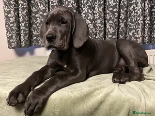Mixed Breed dogs STUNNING MASTIFF/GREAT DANE PUPPIES - Advert 16