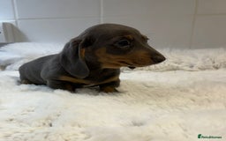 Miniature Dachshund dogs for sale: 2 stunning miniature dachshund puppy’s  - Image 26