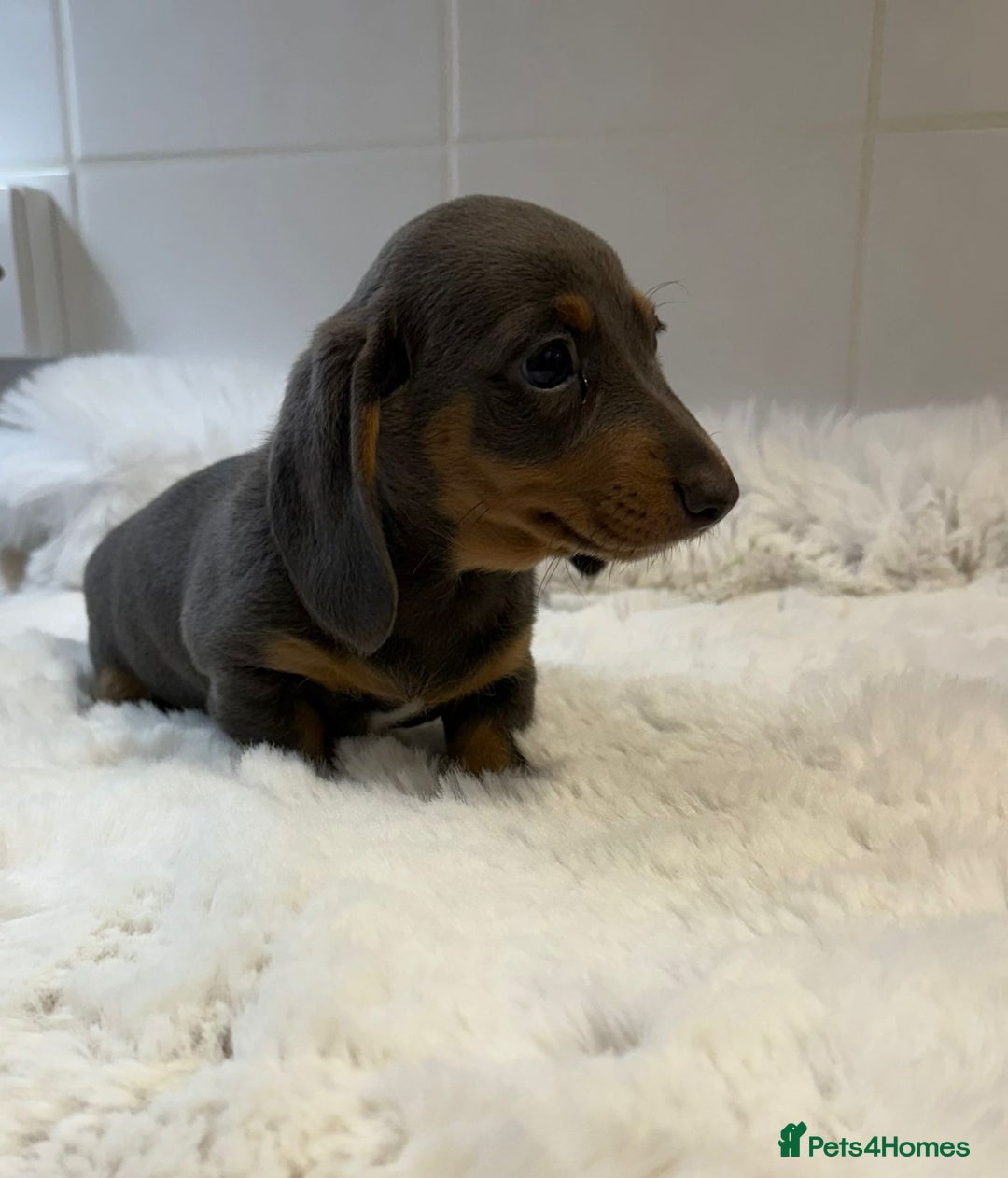 Miniature Dachshund dogs for sale: 2 stunning miniature dachshund puppy’s  - Image 26