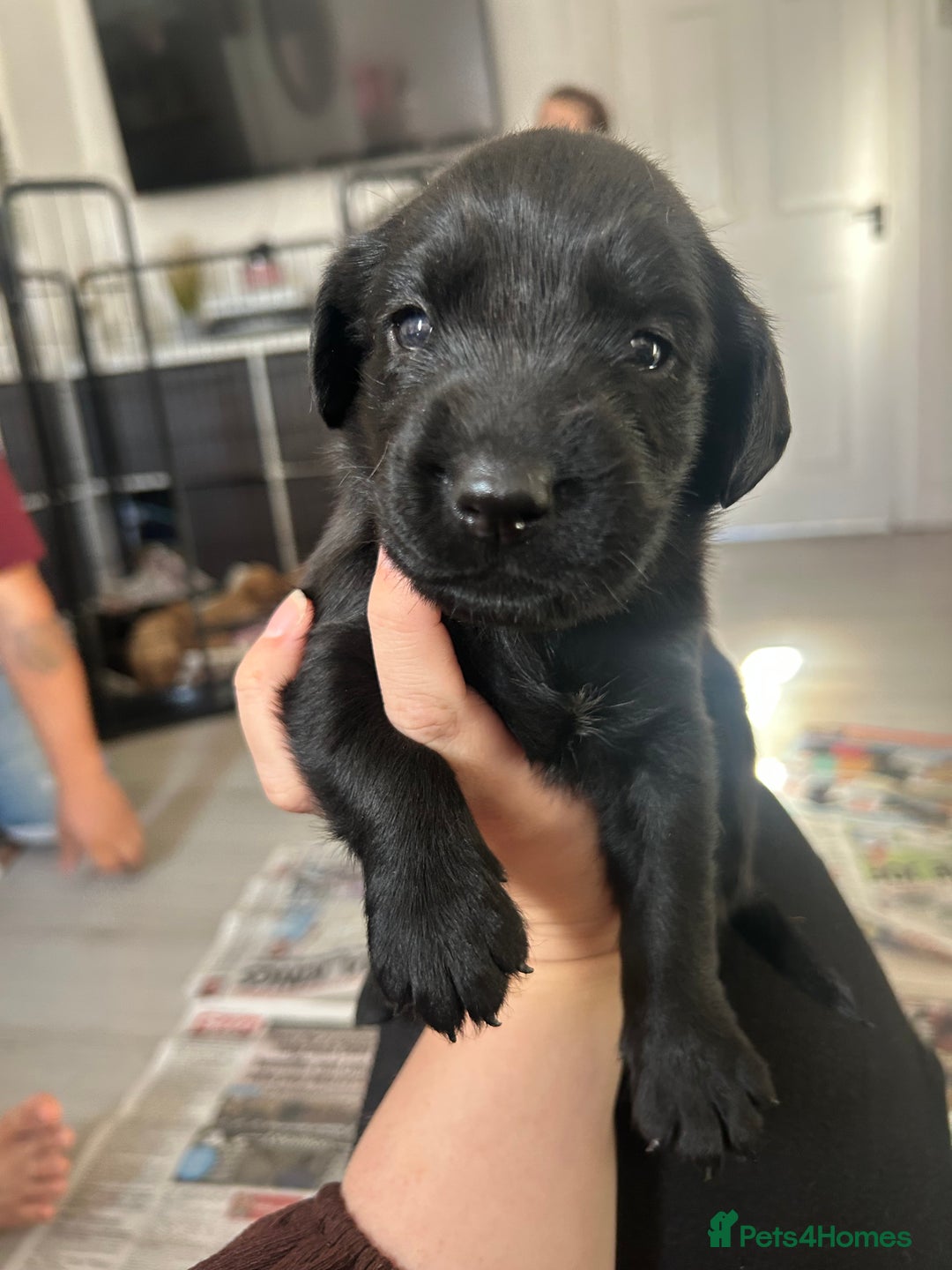Springador dogs for sale: 3/4 Labrador (Springador x Labrador) Pups for Sale - Image 37