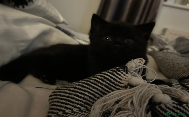 Russian Blue cats Beautiful black part Russian blue fur baby 🫶 - Advert 14