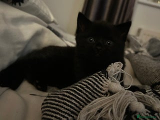 Russian Blue cats Beautiful black part Russian blue fur baby 🫶 - Advert 2