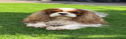 Cavalier King Charles Spaniel dogs for stud: Stunning Blenheim CKCS STUD boy - Advert 7