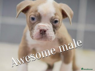 Old Tyme Bulldog dogs 5⭐️RATED COUNCIL APPROVED💥LICENSED 23 YEAR EXPERT - Advert 6