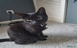 Mixed Breed cats for sale: 2 female adults for rehoming  - Image 1