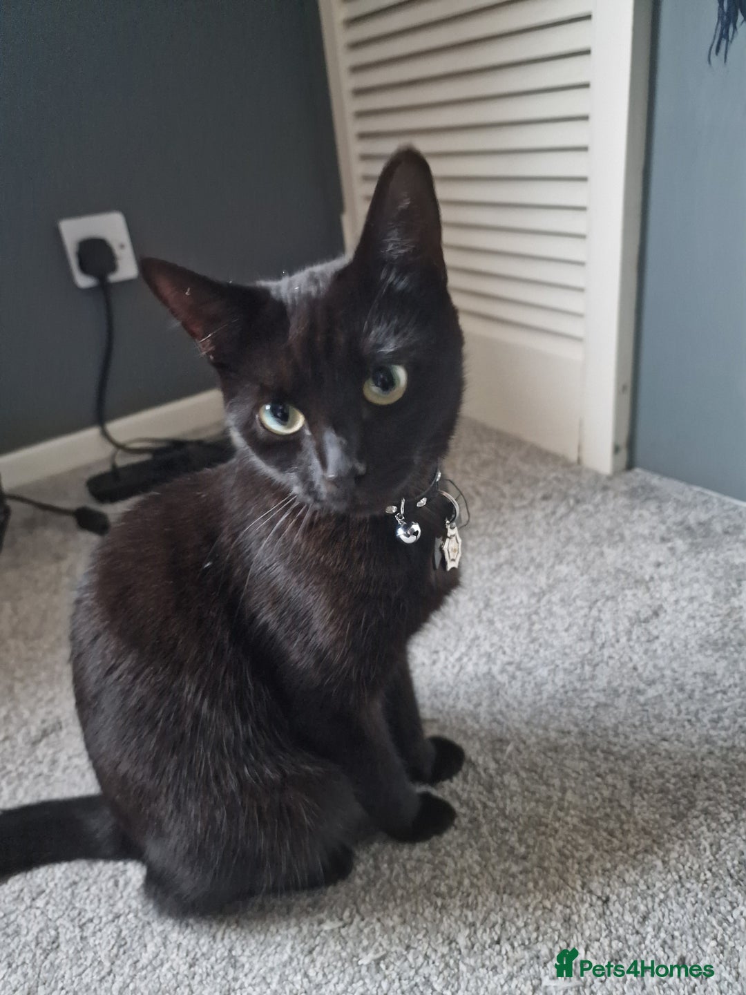 Mixed Breed cats for sale: 2 female adults for rehoming  - Image 1