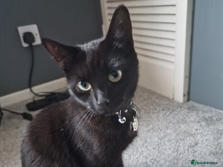 Mixed Breed cats - Advert 1