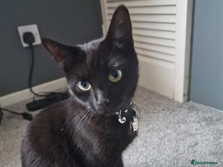 Mixed Breed cats 2 female adults for rehoming - Advert 10