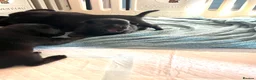Mixed Breed dogs for sale: Chunky pups in Lancing - Advert 8