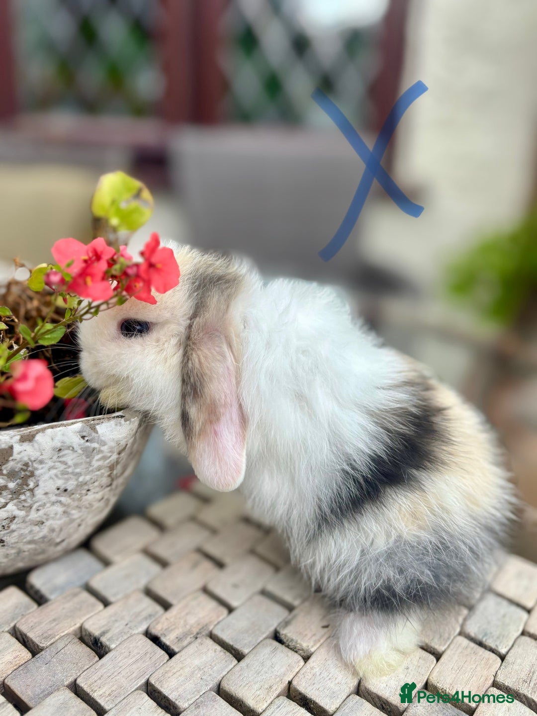 Mini Lop rabbits for sale: Stunning Mini Lop Bunnies🤍🌾 - Image 7