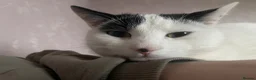 American Shorthair cats for sale: Juno- 1.5 year old male in Consett - Advert 6