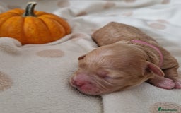 Maltipoo dogs for sale: 🐾✨️Beautiful Maltipoo Pups ready in December!🐾✨️ - Image 17