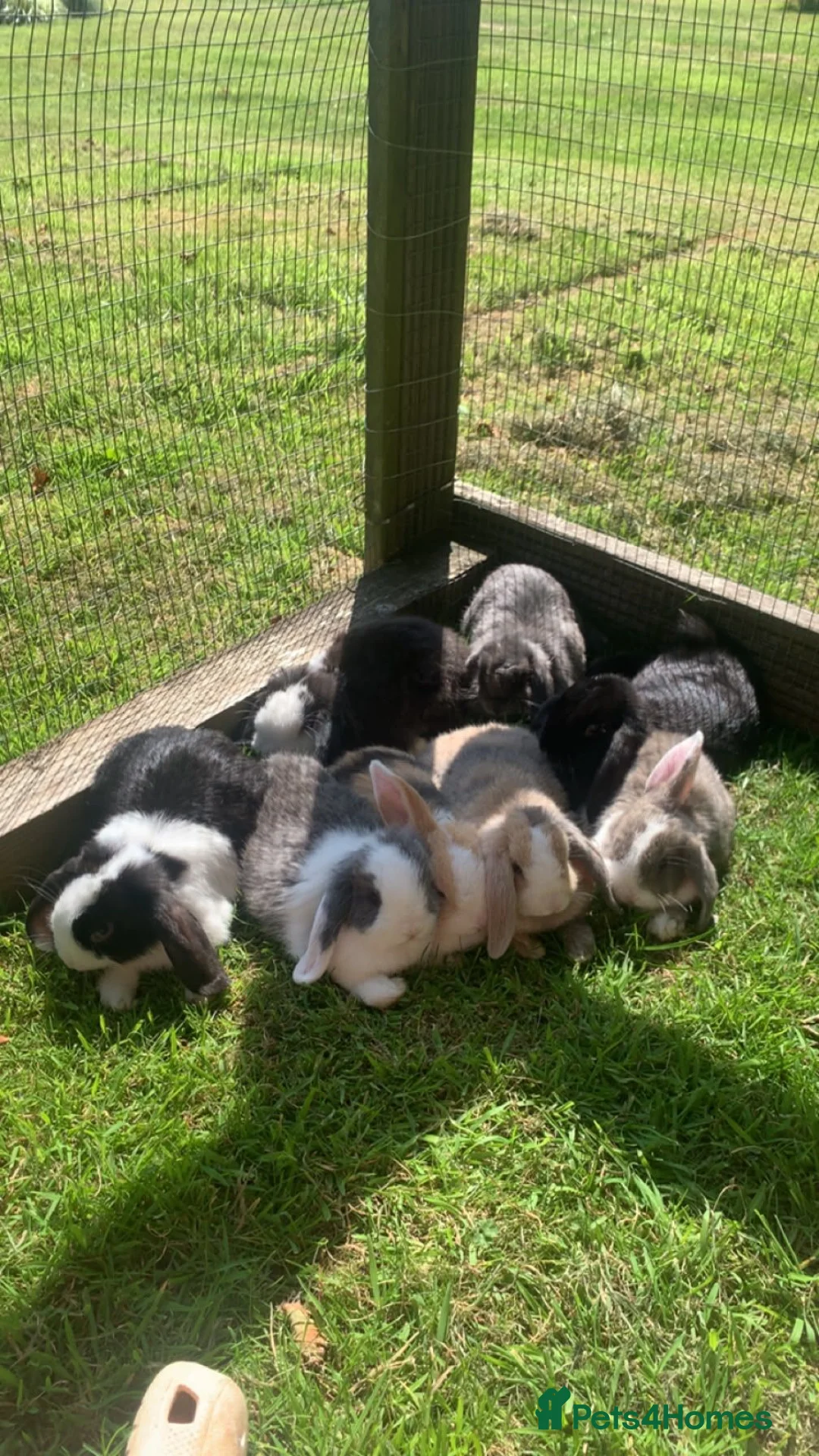 Mini Lop rabbits for sale: Mini Lops Mixed sex - Advert 1