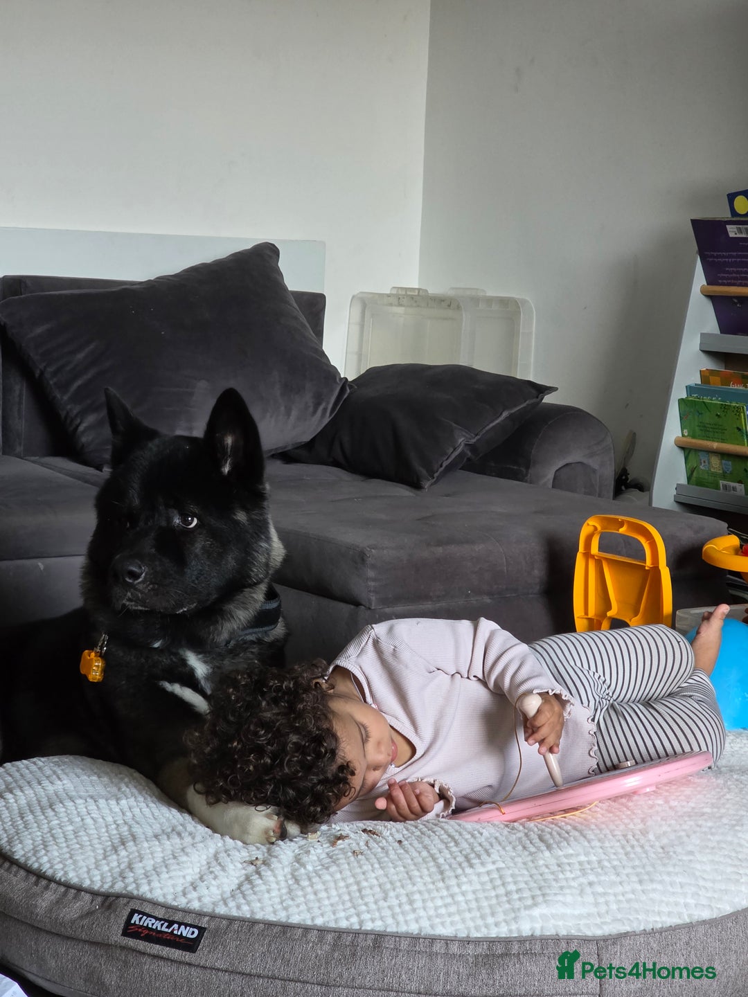 Akita dogs for sale: American Akita- Loyal and a wonderful temprement. - Image 10