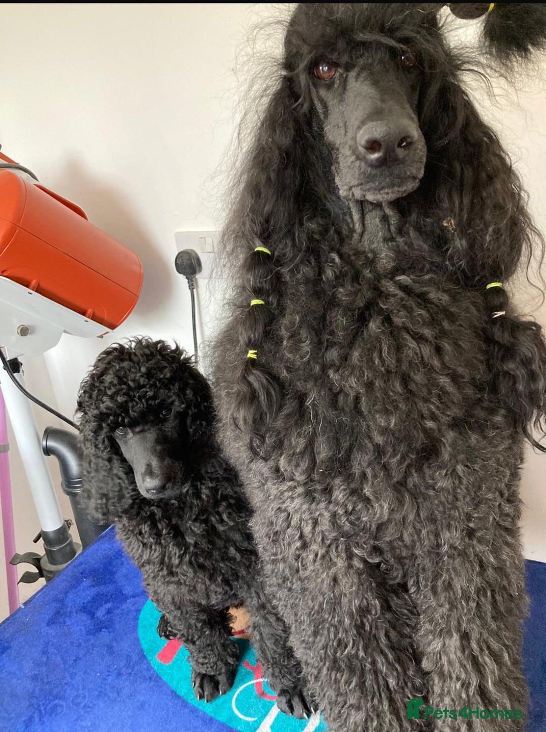 Standard Poodle dogs for sale: Standard Poodle Male  - Image 4