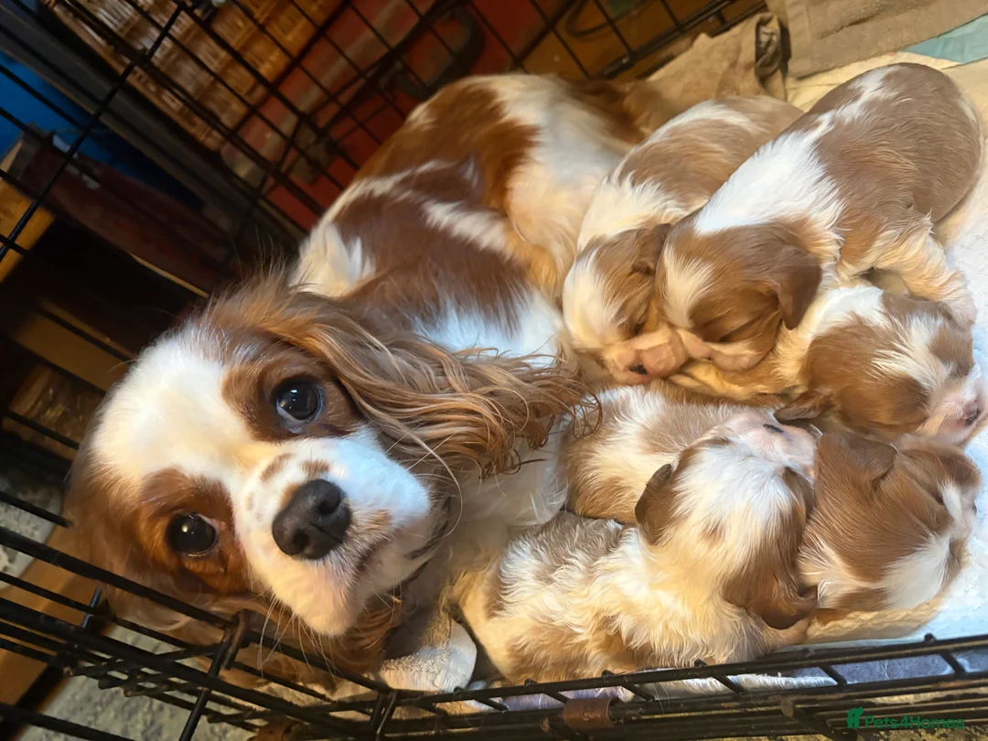Cavalier King Charles Spaniel dogs for sale: KC PEDIGREE CAVALIER KING CHARLES - Advert 10